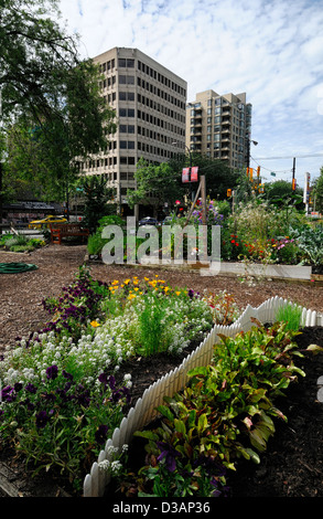 Jardin communautaire de Davie Village Vancouver BC Canada affectations affectation centre-ville terrain jardinage Jardins parcelles Banque D'Images