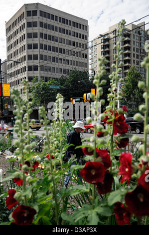 Jardin communautaire de Davie Village Vancouver BC Canada affectations affectation centre-ville terrain jardinage Jardins parcelles Banque D'Images