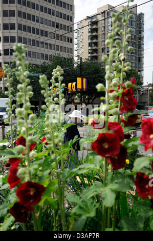 Jardin communautaire de Davie Village Vancouver BC Canada affectations affectation centre-ville terrain jardinage Jardins parcelles Banque D'Images