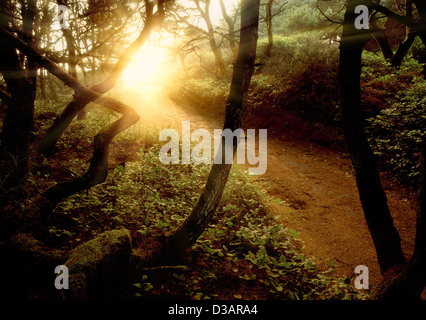Port de pins et le chemin avec la solarisation à Seal Rock, Oregon Banque D'Images