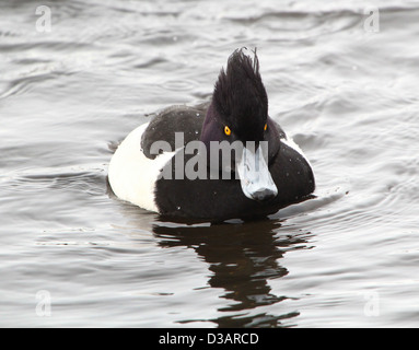 Les close-up of a male Fuligule morillon (Aythya fuligula) Nager dans un lac Banque D'Images