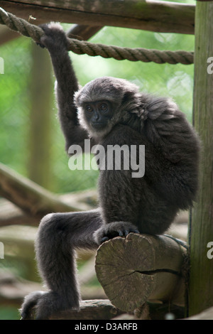 Un jeune gibbon argenté en captivité (Hylobates moloch) assis dans le boîtier. Banque D'Images