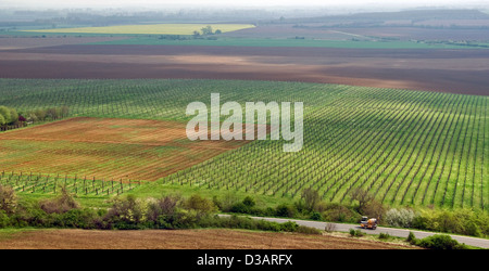 Paysage avec vineyard Banque D'Images