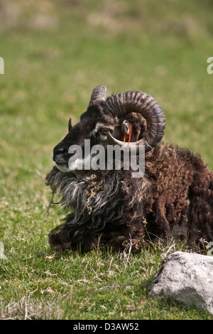 Moutons Soay sauvages sur l'île de Hirta dans l'archipel de St Kilda, Banque D'Images