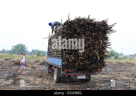 La canne à sucre récoltée dans la province de Nakorn Ratchasima, Thaïlande, est chargé par le tracteur sur un camion pour le transport d'une usine. Banque D'Images