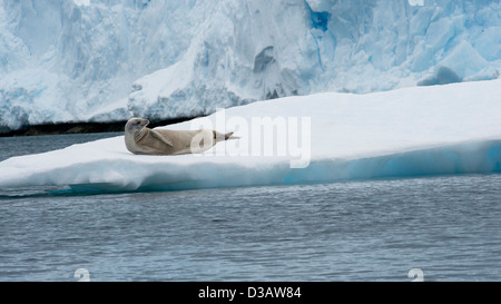 Joint de crabiers, Lobodon carcinophagus, reposant sur un iceberg avec glacier en arrière-plan. Péninsule antarctique. Banque D'Images