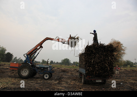 La canne à sucre récoltée dans la province de Nakorn Ratchasima, Thaïlande, est chargé par le tracteur sur un camion pour le transport d'une usine. Banque D'Images