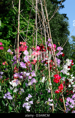 Pois Pois lathyrus grandir grandir usine wigwam prend en charge des annuelles d'été escalade grimpeurs fleurs pétales odorantes parfumées Banque D'Images