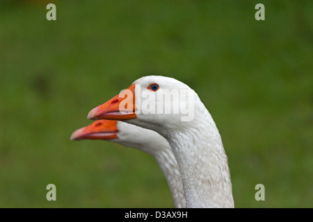 Oie des neiges blanche profil close up paire d'oiseaux Banque D'Images