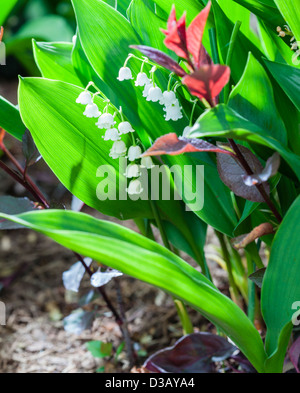 Lily of the Valley Banque D'Images