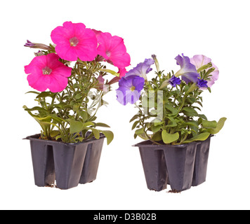 Deux paquets de- rose et bleu fleur petunia plants prêts pour le repiquage Banque D'Images