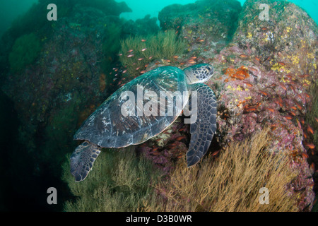 Une espèce menacée, la tortue verte, Chelonia mydas, au Gordon Rocks, archipel des Galapagos (Équateur). Banque D'Images