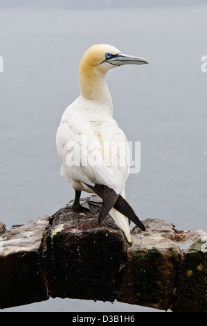 Un adulte fou de bassan (Morus bassanus) debout sur une arche de pierre, une partie de la chapelle en ruine sur le Bass Rock. Banque D'Images