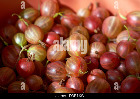 Groseille rouge frais, berry background Banque D'Images