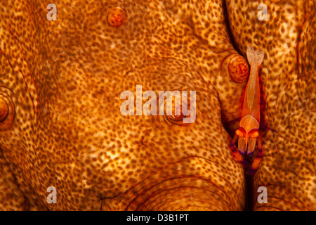 Crevettes impériales, Periclimenes imperator, sur une espèce endémique d'holothuries, hérissés d'Hawaiien Stichopus sp. Hawaii. Banque D'Images