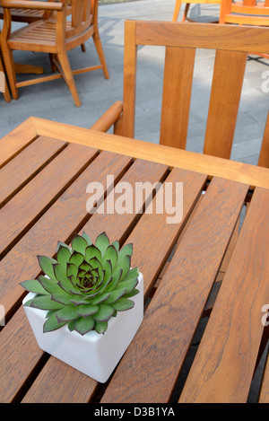 Moderne et simple plante en pot sur le centre d'une table basse en bois. Banque D'Images