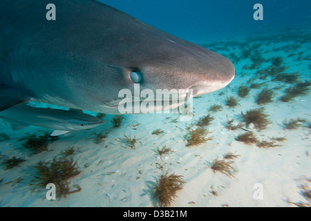 Requin tigre, Galeocerdo cuvier, montrant la membrane nictitante, Bahamas, Océan Atlantique. Banque D'Images
