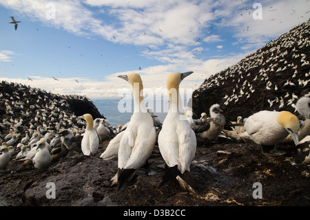 Une paire de fous de bassan (Morus bassanus) donnant sur le gannetry sur la grosse roche dans le Firth of Forth. Banque D'Images