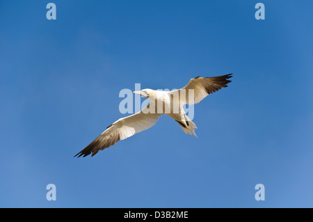 Un adulte fou de bassan (Morus bassanus) en vol au dessus de l'gannetry sur la grosse roche dans le Firth of Forth, East Lothian. Banque D'Images