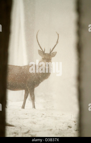 Red Deer dans la neige, les Highlands écossais Banque D'Images