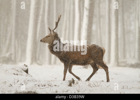 Red Deer stag dans un blizzard, les Highlands écossais Banque D'Images