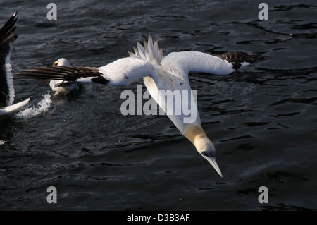 Un adulte fou de bassan (Morus bassanus) à l'étape finale d'une plongée juste avant d'entrer dans l'eau. Près de la Bass Rock. Banque D'Images