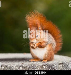 L'Écureuil rouge de manger des noix à la British Wildlife Centre à Surrey, Angleterre Banque D'Images