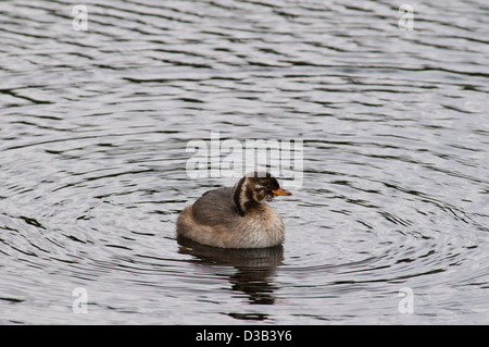 Un jeune grèbe castagneux (Tachybaptus ruficollis dabchick ou) de nager dans une piscine à l'RSPB Rainham Marshes, Essex. En août. Banque D'Images