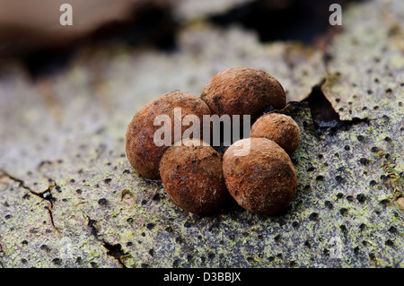 Des organes de fructification du Hêtre Hypoxylon fragiforme woodwart (champignon) croissant sur bois mort dans Bostall Woods Banque D'Images