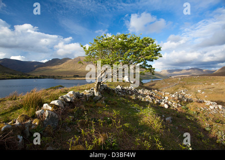 Wind-bent aubépine arbre sur une colline au-dessus du port de Killary, Connemara, comté de Galway, Irlande. Banque D'Images