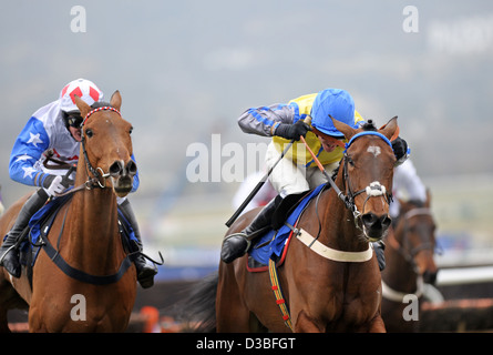 Course jockeys leurs chevaux au cours de la Cheltenham Festival chaque année un événement de course de chevaux en Angleterre Banque D'Images