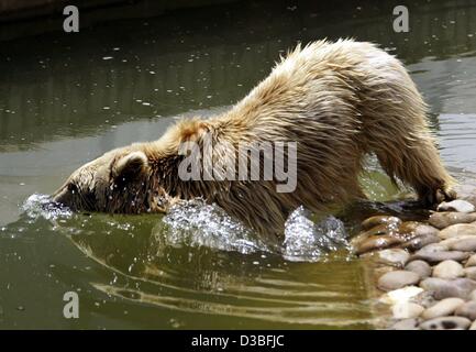 (Afp) - un ours brun syrien plonge tête première dans l'eau fraîche dans le zoo à Heidelberg, Allemagne, 10 juin 2003. Dans ces chaudes journées d'été le chaud fourrure est trop à l'aise... Banque D'Images