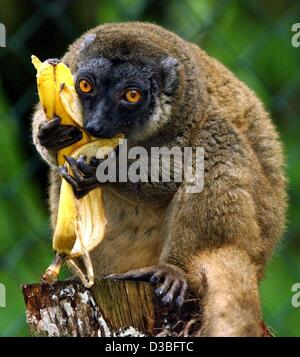 (Afp) - Une femelle lémurien brun à front blanc (eulemur albifrons) est en train de manger une banane dans le zoo d'Eberswalde, 13 mai 2003. Le lémurien brun à front blanc habite les forêts tropicales de l'est et n'est donc menacée par la déforestation et la chasse. Il est maintenant d'avis que l'espèce lemur brun jouer Banque D'Images