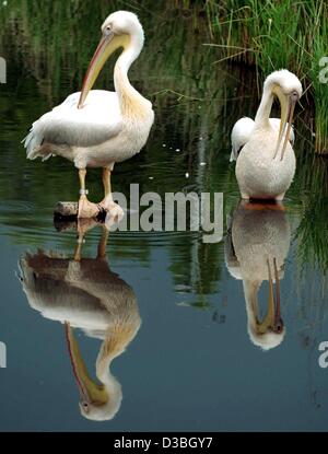 (Afp) - deux pélicans debout dans un lac et nettoyer leur plumage dans la West-Coast-Park de Sankt Peter-Ording, Allemagne, le 8 juin 2003. À côté des pélicans le parc accueille des phoques, chèvres, paons et autres animaux. Banque D'Images