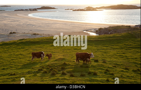 Le pâturage des vaches au-dessus de Glassilaun Beach, Connemara, comté de Galway, Irlande. Banque D'Images