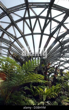 (Afp) - Une vue à travers le plafond d'une maison de l'usine du jardin botanique, à Berlin, Allemagne, 24 avril 2003. Avec une variété d'environ 22 000 espèces dans une zone de 43 hectares, les jardins de Berlin sont parmi les plus grands jardins botaniques. Comme l'Etat allemand de Berlin s'est d'économiser de l'argent, e Banque D'Images