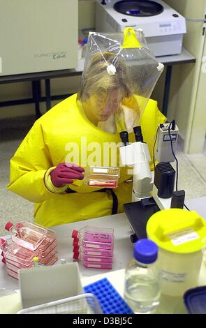 (Afp) - Angela, Parczany-Hartmann au virologiste Bernhard-Nocht-Institute (BNI) pour la médecine tropicale, étudie les cultures de virus dans le laboratoire de haute sécurité de l'institut à Hambourg, Allemagne, 28 mars 2003. Une femme de Hambourg a été examiné à l'institut entre 27 un 30 mars comme un su Banque D'Images