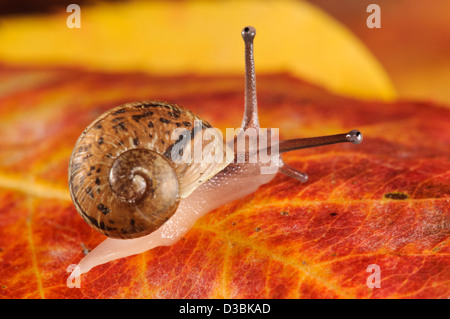 Un bébé escargot (Cornu aspersum aka Helix aspersa) sur une feuille d'automne dans un jardin en belvédère, Kent. Septembre. Banque D'Images