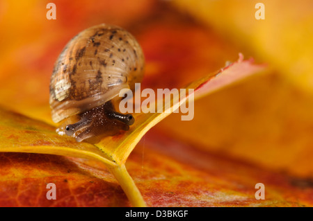 Un bébé escargot (Cornu aspersum aka Helix aspersa) sur une feuille d'automne dans un jardin en belvédère, Kent. Septembre. Banque D'Images