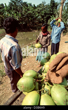 Les voyageurs s'arrêtant au bord de la route pour acheter des boissons d'eau de coco. Le vendeur se lape le sommet avec une machette, Madaripur, Bangladesh Banque D'Images
