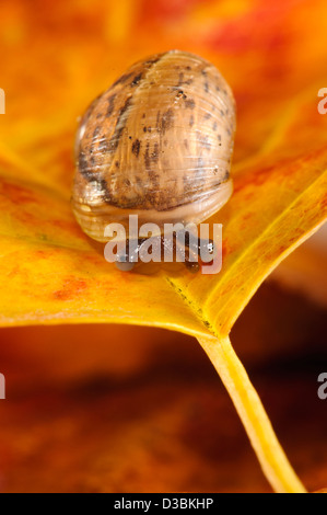 Un bébé escargot (Cornu aspersum aka Helix aspersa) sur une feuille d'automne dans un jardin en belvédère, Kent. Septembre. Banque D'Images