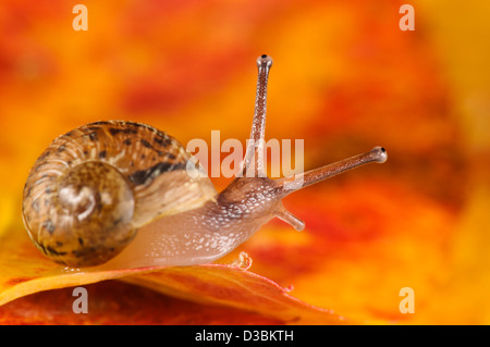 Un bébé escargot (Cornu aspersum aka Helix aspersa) sur une feuille d'automne dans un jardin en belvédère, Kent. Septembre. Banque D'Images