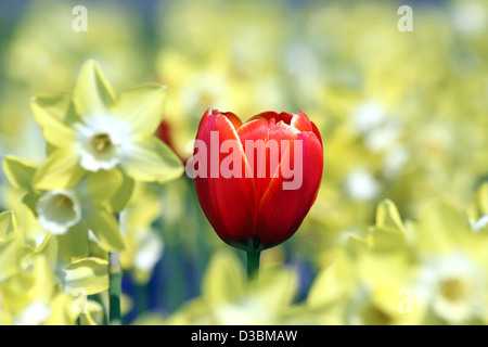 Tulipe rouge en forêt de narcisse jaune Banque D'Images