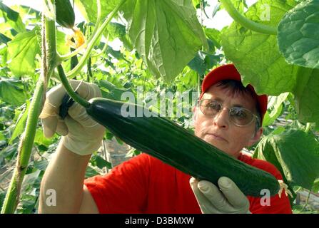 (Afp) - Doris Jardinier Baaske une des premières récoltes de l'année des concombres en serre en Wollup, Allemagne, 13 mars 2003. Environ 12 500 plants de concombre de serre dans ce qui a une taille d'environ un hectare. Il faut un peu fleur jaune que trois semaines pour se transformer en une 400 gramme cucum Banque D'Images