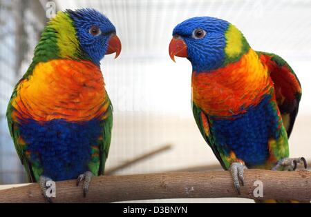 (Afp) - Deux têtes pourpres arc-en-ciel colorés sont présentés lors d'une foire à Erfurt, Allemagne, 26 septembre 2003. Le rainbow lorikeet est un oiseau commun sur la côte est australienne. Ils se nourrissent de baies et de graines. Comme tous les perroquets, le rainbow lorikeet trouve un compagnon pour la vie, et ils se déplacent toujours par paires Banque D'Images
