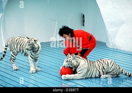 (Dpa) - Roy Horn, la moitié de l'animal magicien duo Siegfried et Roy, joue avec des tigres blancs pendant un spectacle au parc d'attractions de Bruehl, Allemagne, le 9 juin 1987. Roy Horn est en état critique mais stable après avoir été attaqué par un tigre sur scène à Las Vegas le 3 octobre 2003. Le 59-ans-o Banque D'Images