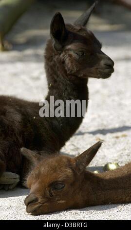 (Afp) - Les deux nouveaux-nés d'alpacas Judit (avant) et de Jasmin se coucher fatigué sur le terrain dans le zoo de Francfort, 18 septembre 2003. Les alpagas ont été une fois un précieux trésor de l'ancienne civilisation inca et a joué un rôle central dans la culture Inca en Amérique du Sud. Les alpagas sont maintenant r avec succès Banque D'Images