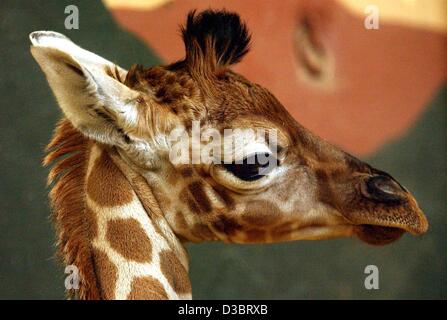 (Afp) - Un portrait des trois jours bébé girafe dans le zoo de Leipzig, Allemagne, 27 août 2003. La petite girafe bull est né le 24 août et a été en mesure de se tenir sur ses pieds juste une demi-heure après sa naissance. C'était pesant 67 kg et mesure 177 cm à sa naissance. Banque D'Images