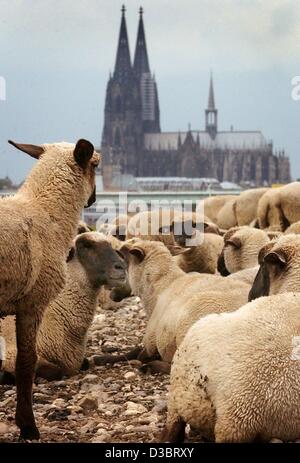 (Afp) - Les moutons regarder par-dessus de la cathédrale des rives du Rhin à Cologne, Allemagne, 23 septembre 2003. Lorsque le niveau d'eau est bas, un berger utilise le fleuve comme un endroit de repos pour ses troupeaux. En raison du long hot summer les rivières en Allemagne sont presque asséchés. Banque D'Images