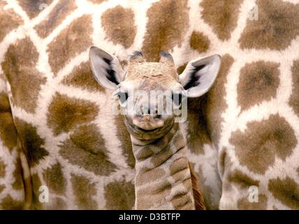 (Afp) - Les cinq jours "bébé girafe Djénéba' est parfaitement camouflée par sa mère 'Lisboa', dans le zoo de Dortmund, Allemagne, 11 septembre 2003. Banque D'Images